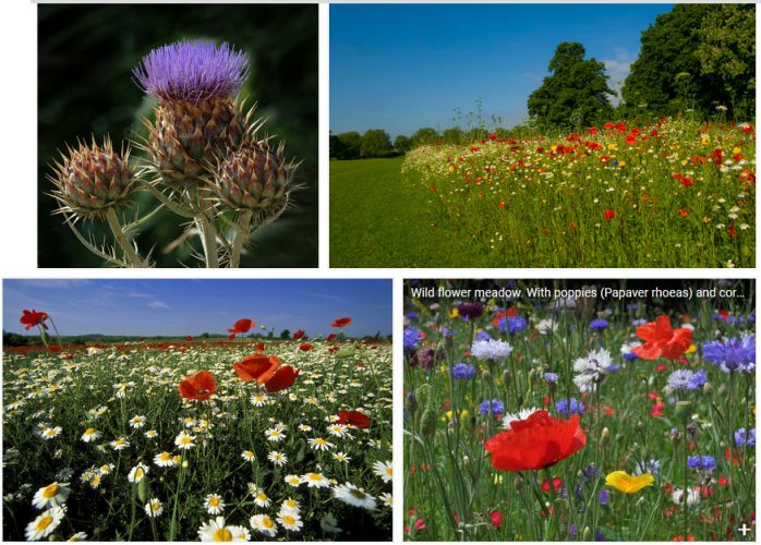 Biodiversitet omkring alt liv på jordkloden